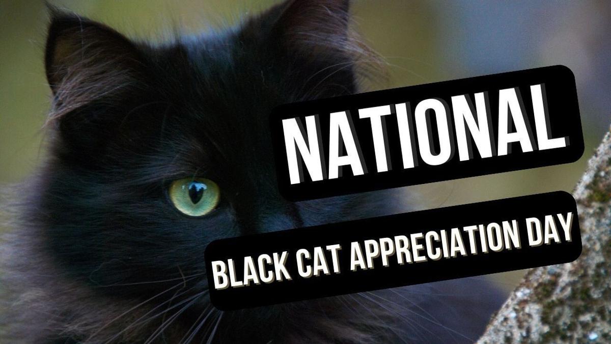 Black Cat Appreciation Day